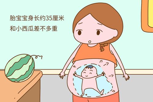胎儿在妈妈肚子里各阶段都是什么样子的这些比喻传神极了