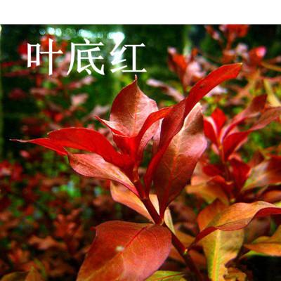 水草造景水族箱水草活体九叶皇冠红皇冠翡翠皇冠铁皇冠红旦青旦