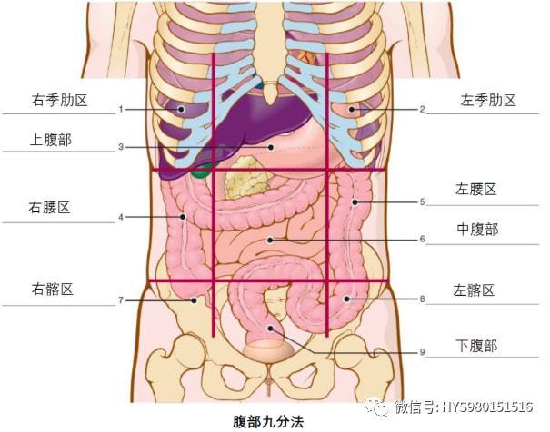 胸部标志线和腹部分区