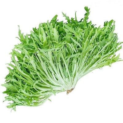 黄心细叶苦苣苦菊苣苦菊种子春秋四季播阳台种菜盆栽蔬菜种子