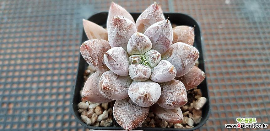 杜里万3809 多肉植物