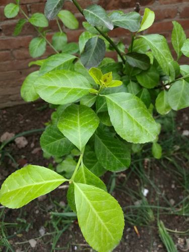 照片上的蓝莓树是真是假呢?