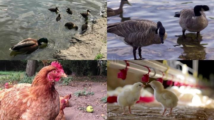 鸭子和母鸡