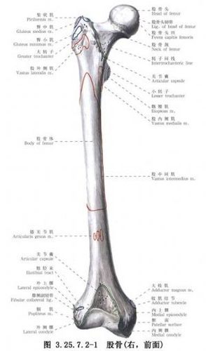 股骨下干骺端的截骨与股骨转子下截骨相比较,股骨髁上截骨缩短是因
