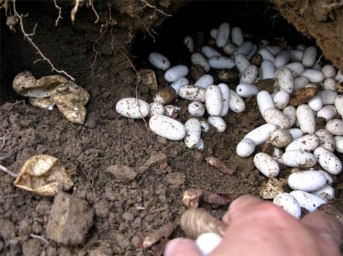 福建蛇蛋销售&蛇蛋功效