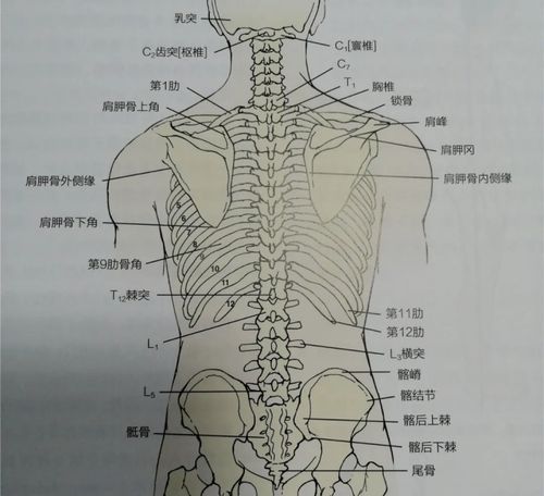 圆肩驼背头前倾体态纠正也要考虑胸椎灵活性