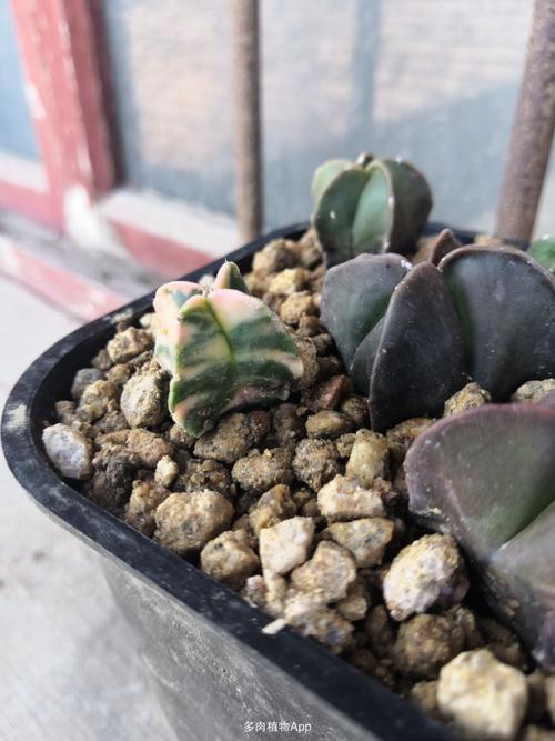 几棵鸾凤玉锦