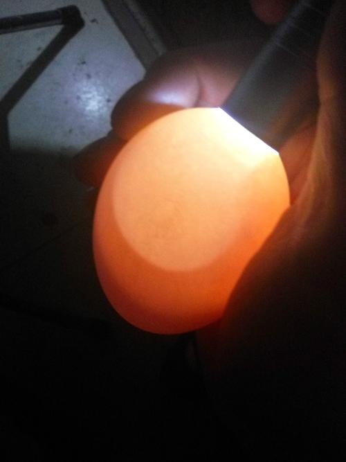 鹅蛋里有水 是黄色的 一下图片是照出来的 这是蛋里照