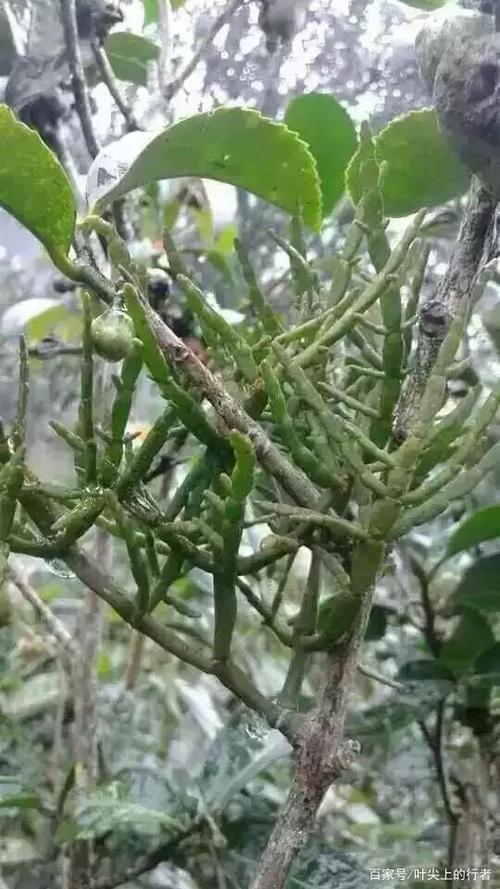 普洱茶树上的螃蟹脚是什么?
