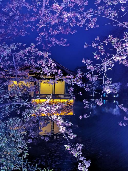 4.4日,鼋头渚樱花!夜景篇!