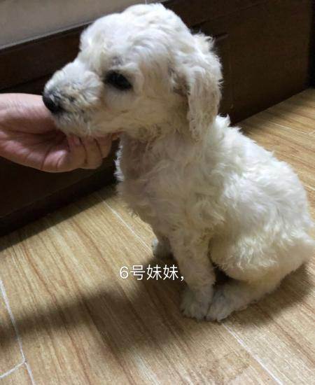 自家繁殖的,4公4母,白色,灰色.灰色贵宾小时候都是黑的