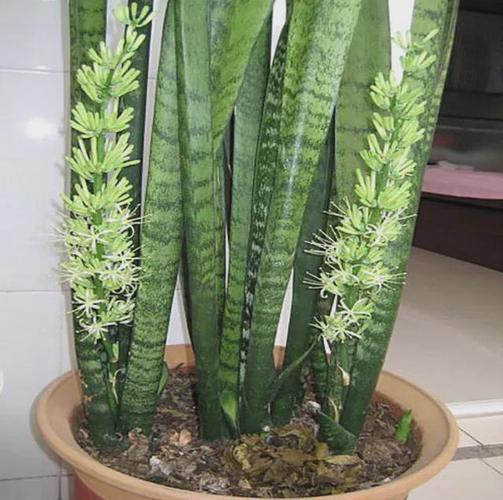 虎尾兰长"尾巴"别剪掉,稀有又吉利,要珍惜