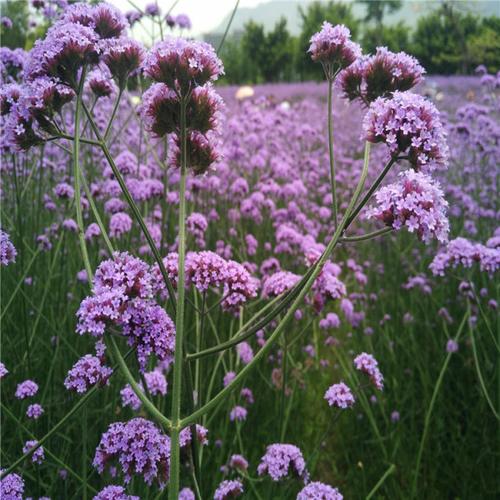 柳叶马鞭草(学名:verbena bo nariensis l)是马鞭草科,马鞭草属植物