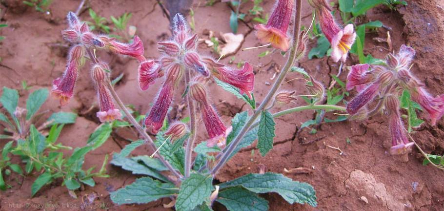 地黄(地黄的功效与作用)_花木网