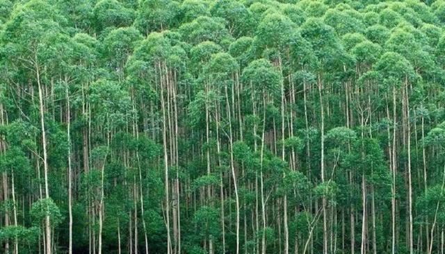 改善林地生态环境,减少病虫害发生;加强检疫,防止病虫害蔓延,对桉树