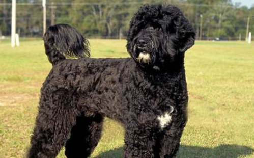 葡萄牙水犬吃多了拉稀怎么办