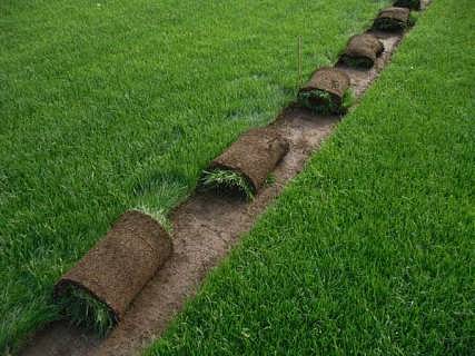 河北草坪 石家庄草坪 栾城草坪 早熟禾 高羊茅