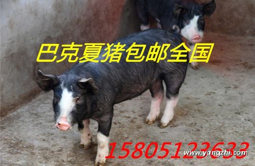 哪里出售巴克夏猪价格便宜?15805123633