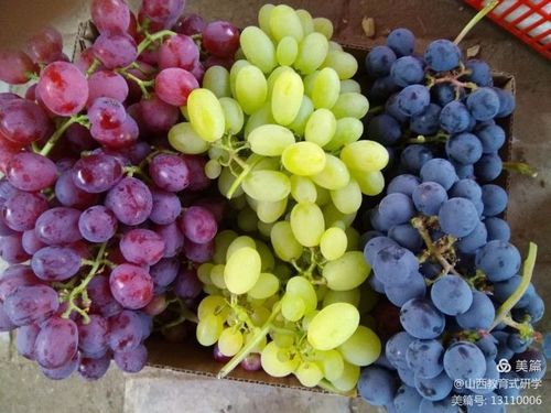 中国清徐三宝一一清徐葡萄采摘/清徐葡萄酒/清徐老陈醋一日游