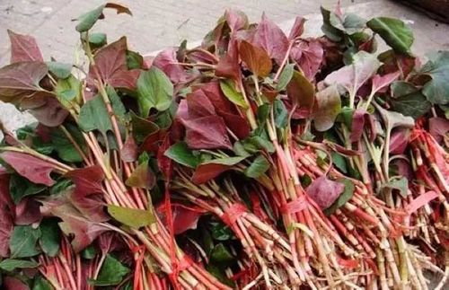 鱼腥草那么多功效,不吃就太可惜了!