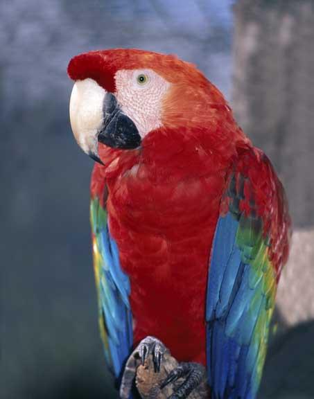 红宝石金刚鹦鹉