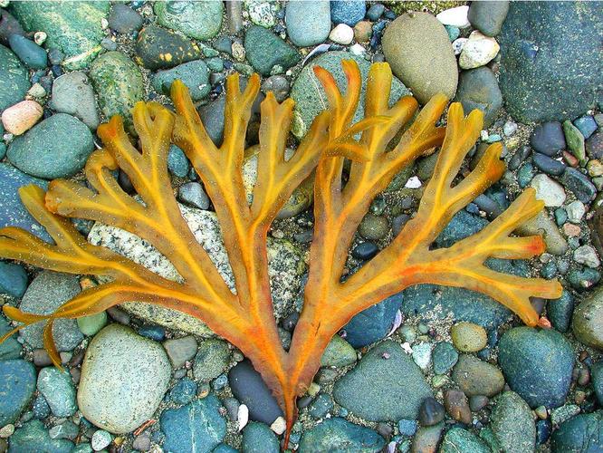 大型的底栖植物,在海中除 a target="_blank" href="/item/绿藻