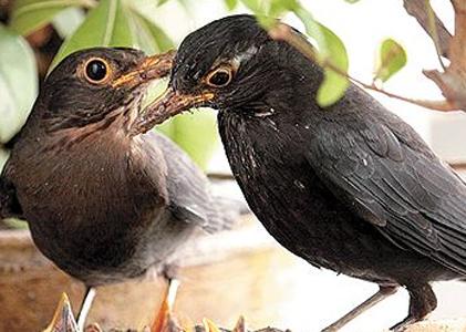 乌鸫怎么分公母 公的鸣声嘹亮动听