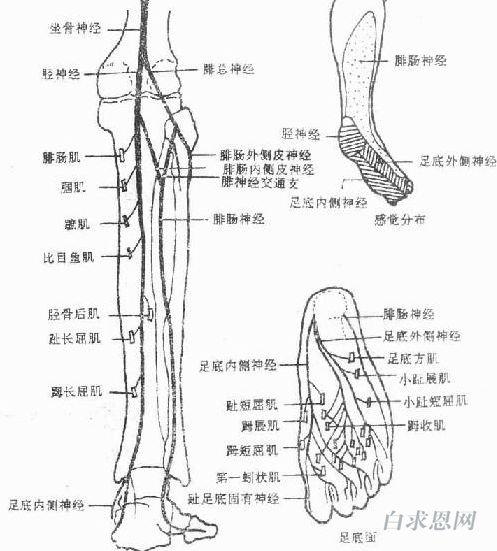 胫神经-百度百科