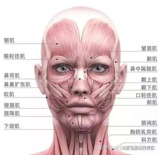 2,注意控制口轮匝肌,减少颈部细纹