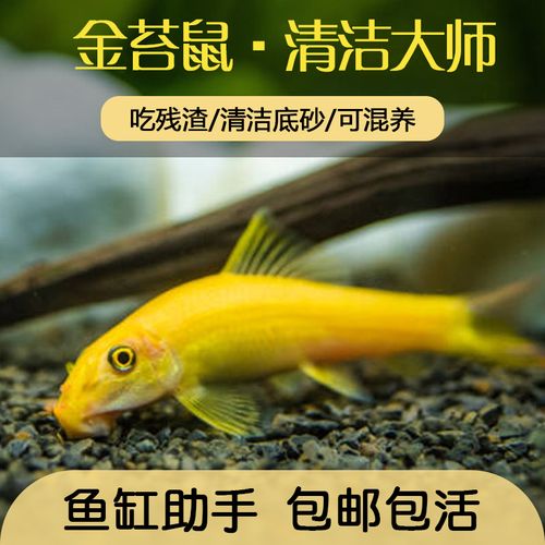 清苔鼠金苔鼠观赏鱼清道夫鼠鱼鱼缸藻鱼清洁洁鱼鱼
