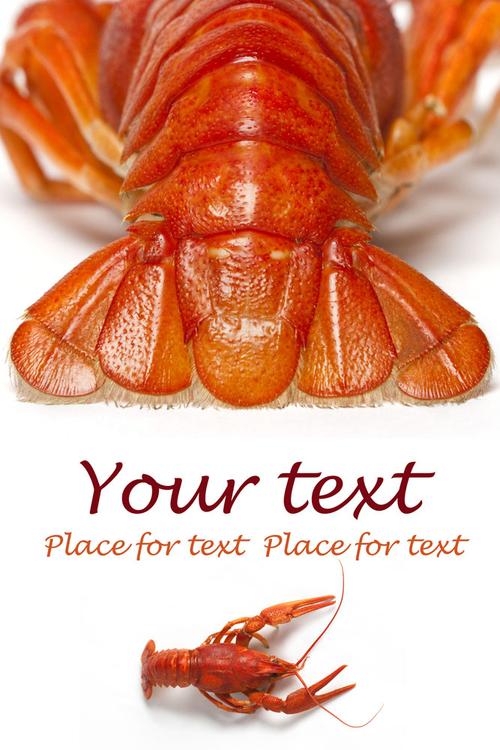 大龙虾 图片素材(编号:20111019092554)-外国美食