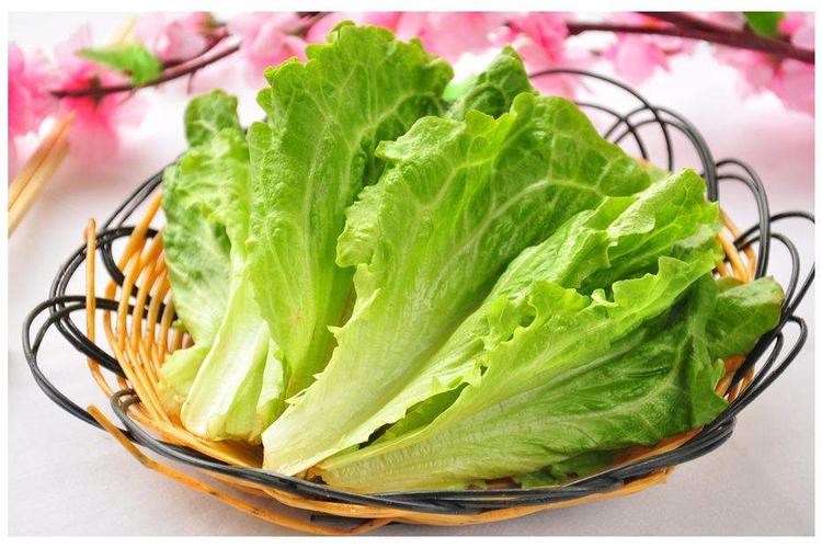 苹果绿 食材大全 生菜生菜在我们生活中比较常见,叶子比较大,吃起来很