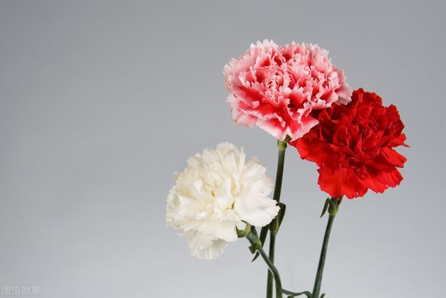 探望病人送什么花最好