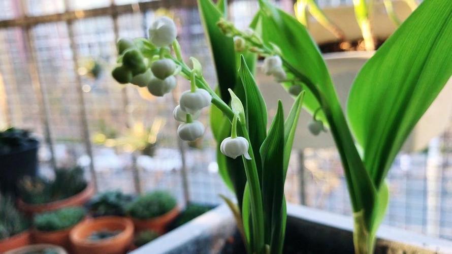 铃兰和雪片莲开花超美