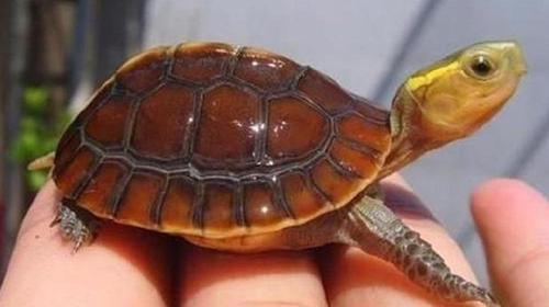 俗名:夹板龟,克蛇龟,断板龟;英文名:chinese box turtle; yellow