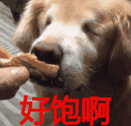 好饱啊gif狗狗gif可爱gif闭眼gif