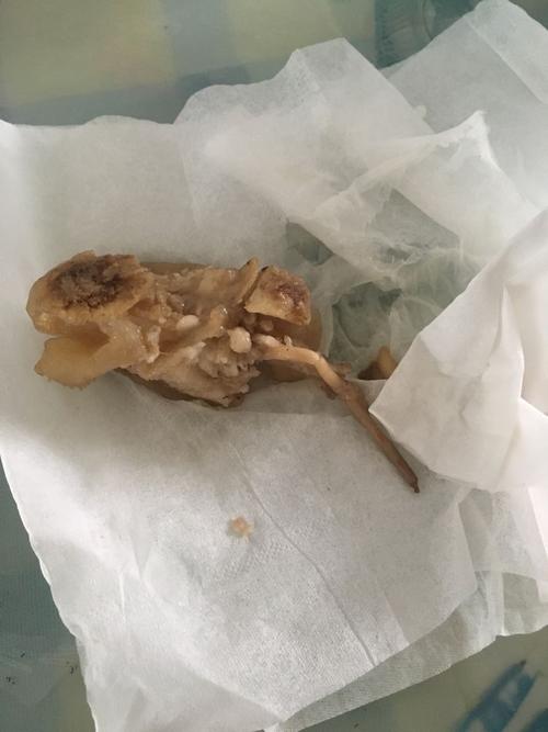 煮熟的猪脚里发现有个像蛔虫的东西,是不是寄生虫