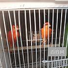 出售芙蓉鸟母鸟