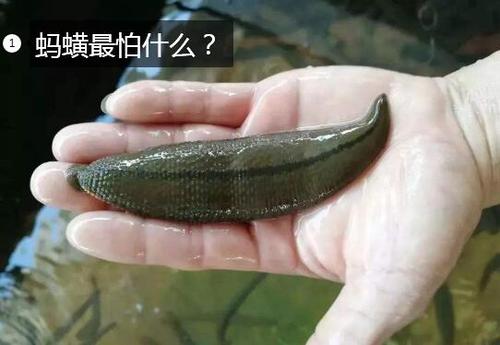 蚂蟥最怕什么图1