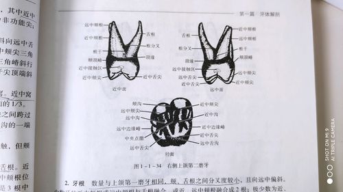 《口腔解剖学》第一篇牙体解剖