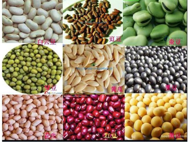 1种子发芽实验(一) 同学们,你们还记得植物的 一生是从什么开始的么?