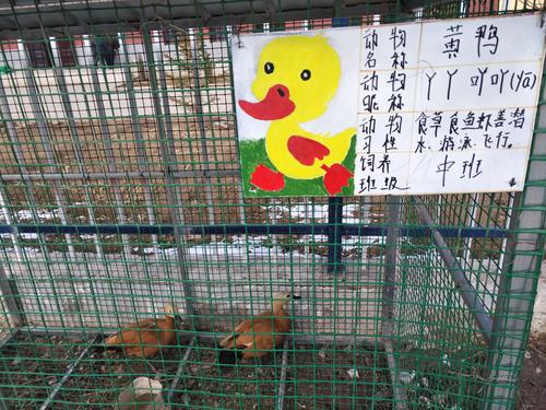 新村幼儿园开展动物饲养区体验活动