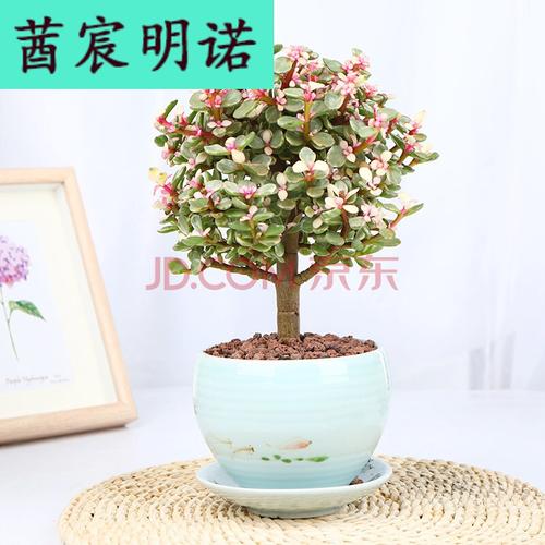 盆栽造型老桩罕见多肉植物稀有品种雅乐之舞花卉新款盆景 棒棒糖-雅乐
