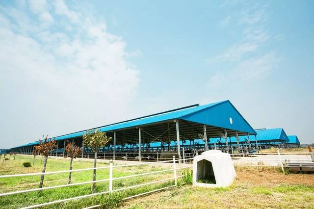 在渭南市大荔县沙苑农场,有一个休闲观光牧场——华山牧场.