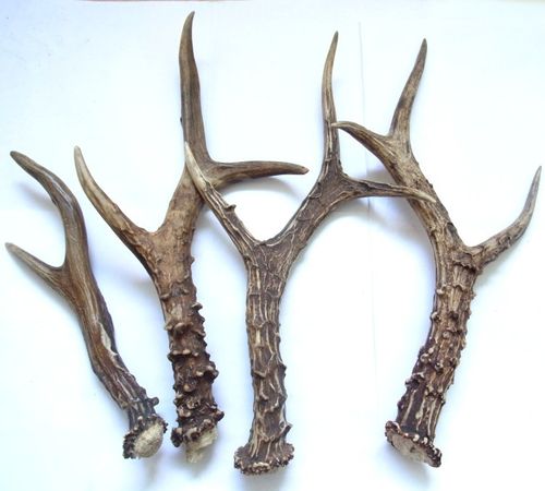 鹿角刀柄原料 马鹿角茶刀柄材料