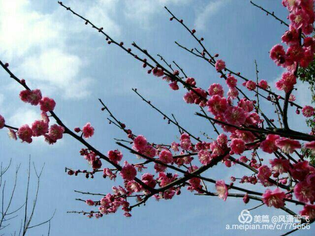 歌曲:梅花泪