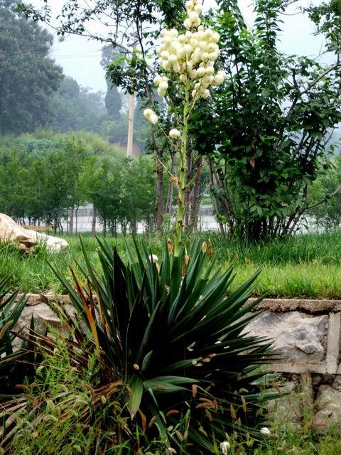 摄影:花草树木
