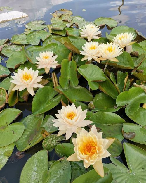 丰花勤花一般的睡莲品种,单花花期只能开2~3天,艾肯斯能开4~5天,开到