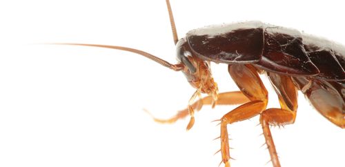 机,游戏机,冰箱缝都可能是它的栖身处    蟑螂有最原始的咀嚼式口器