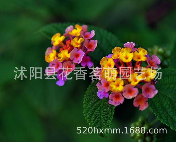常年批发花木花卉种子发芽率高 五色梅种子 对叶梅种子 五色绣球
